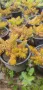 Седум Анджелина, Sedum rupestre Angelina, снимка 3