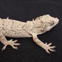 Gargoyle gecko, Ушат новокаледонски гекон, снимка 1 - Други - 41531927