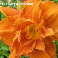Хемерокалис, снимка 4 - Градински цветя и растения - 28315438