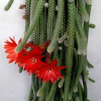 Кактус , снимка 1 - Градински цветя и растения - 28954103