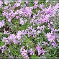Продавам цветя Флокс за градината - разсад за ранно пролетно засаждане, снимка 8 - Разсади - 28716156