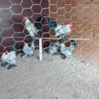 Холандски гащати кокошки, снимка 6 - Кокошки и пуйки - 40833592