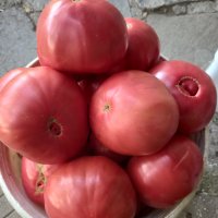 Семе розови домати , снимка 4 - Сортови семена и луковици - 43060512