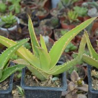 Алое на де Лет (Aloe × delaetii), снимка 3 - Стайни растения - 37398316