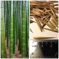 100 бр бамбукови семена от черен бамбук Black Bamboo растение декорация за двора и градината, снимка 17 - Стайни растения - 28091310