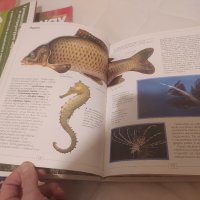 Рибата - енциклопедия , снимка 1 - Енциклопедии, справочници - 43977047