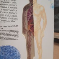 Човешкото тяло," прозрачна " енциклопедия от 1993 г., снимка 4 - Енциклопедии, справочници - 39007785