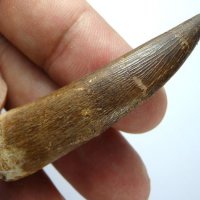 Фосилен зъб на Плезиозавър Zafarasaura Oceanis - Късна Креда (66 - 105.5 Ма), снимка 3 - Колекции - 37432701
