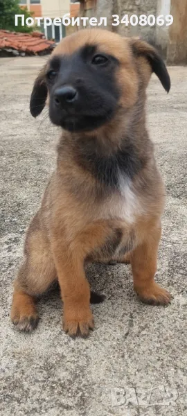 БЕЛГИЙСКА  ОВЧАРКА , снимка 1