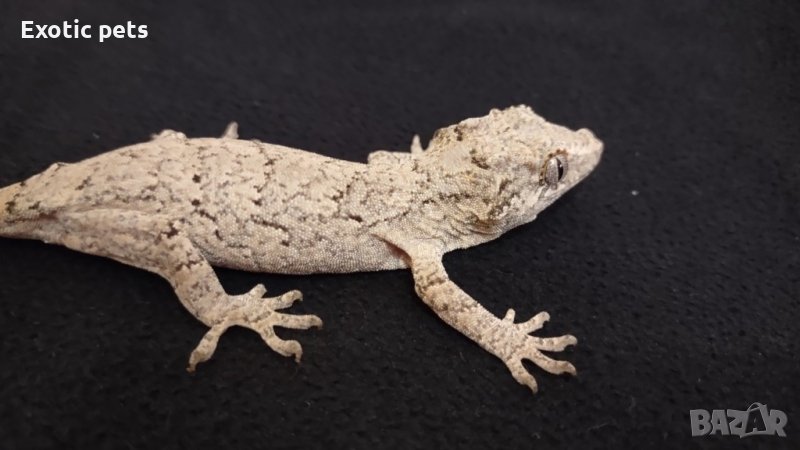 Gargoyle gecko, Ушат новокаледонски гекон, снимка 1