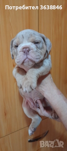 Английски булдог, снимка 1