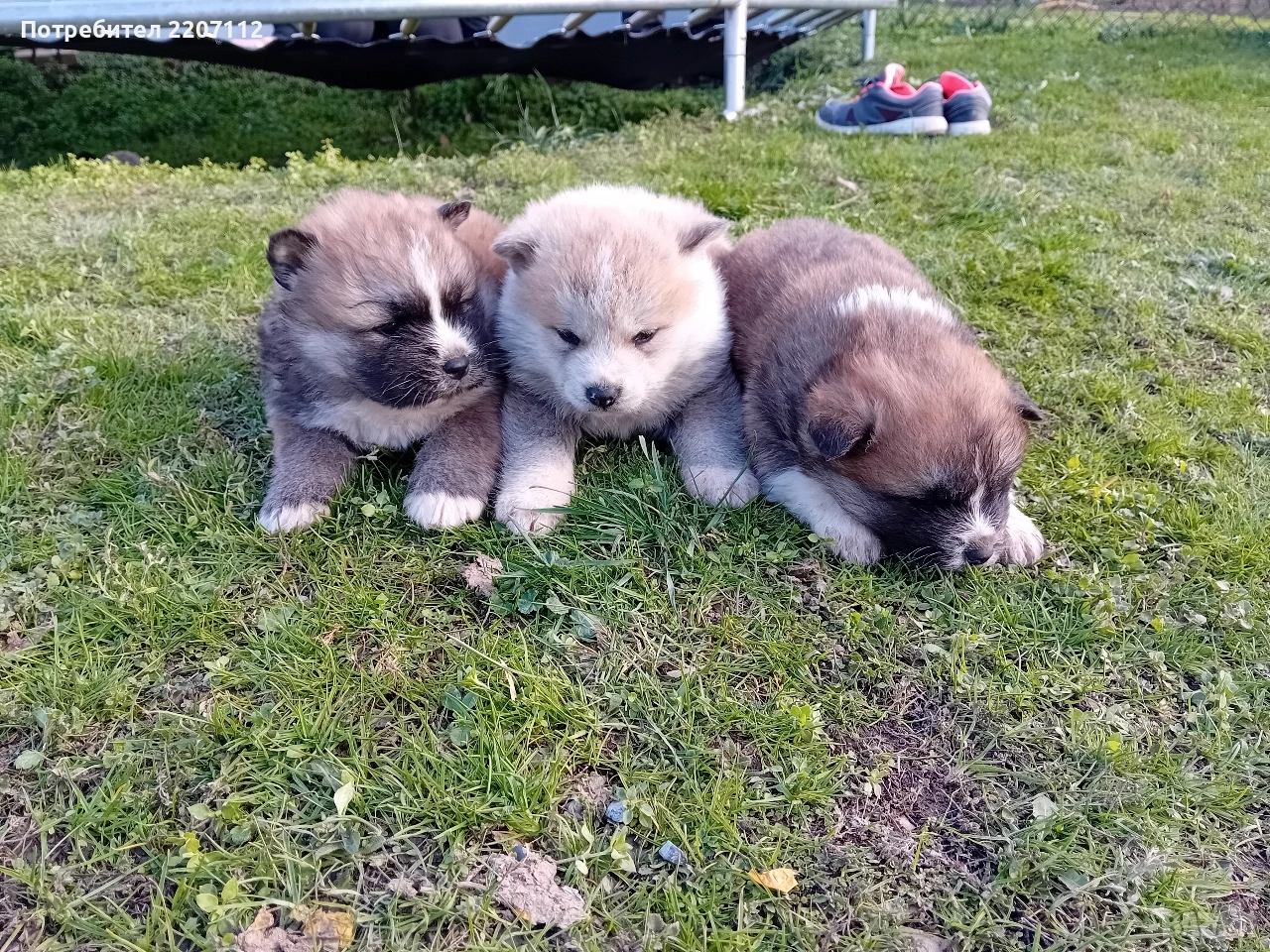 Акита ину, снимка 1