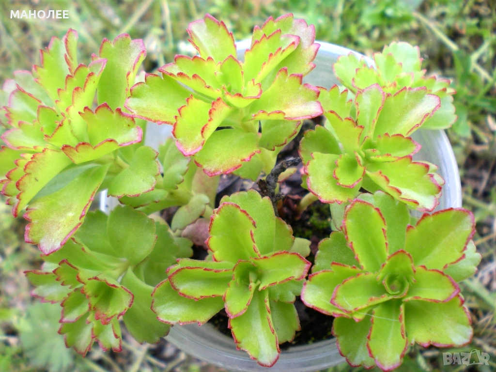 🌞🎁👌Камчатски седум🪷🌼🪷✨, снимка 1