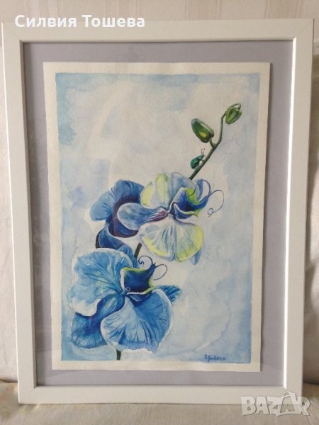 Синя орхидея, снимка 1