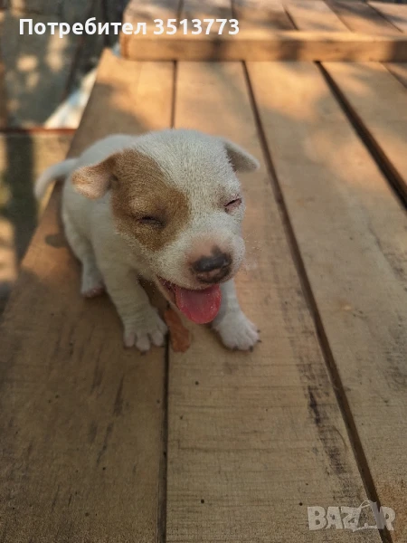 джак ръсел бебета, снимка 1