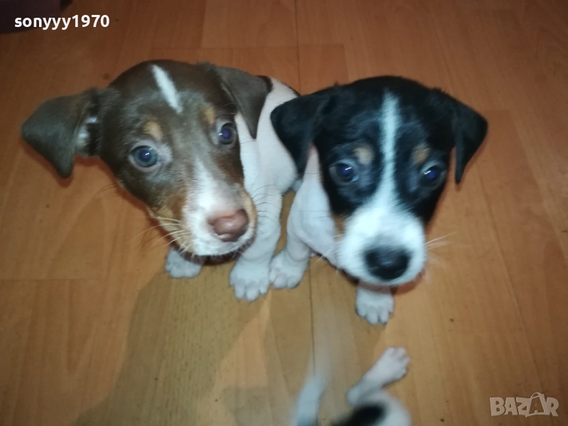 ДЖАК РЪСЕЛ-БЕБЕТА С ПАСПОРТ И ПЪРВА ВАКСИНА 0510252112, снимка 1