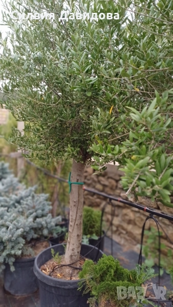 Европейска маслина , снимка 1