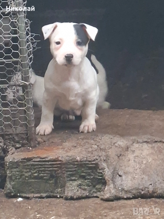 Джак Ръсел Териер , снимка 1