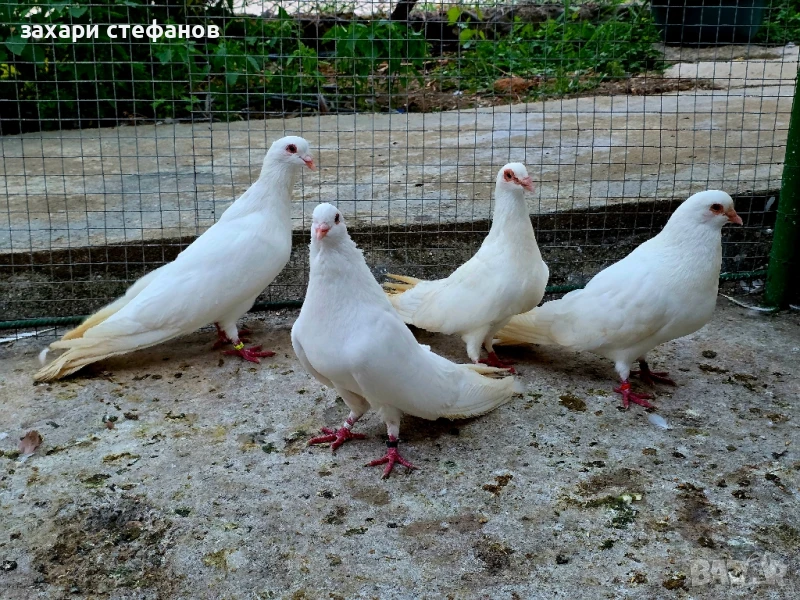 Римски гълъби (Рьомери), снимка 1