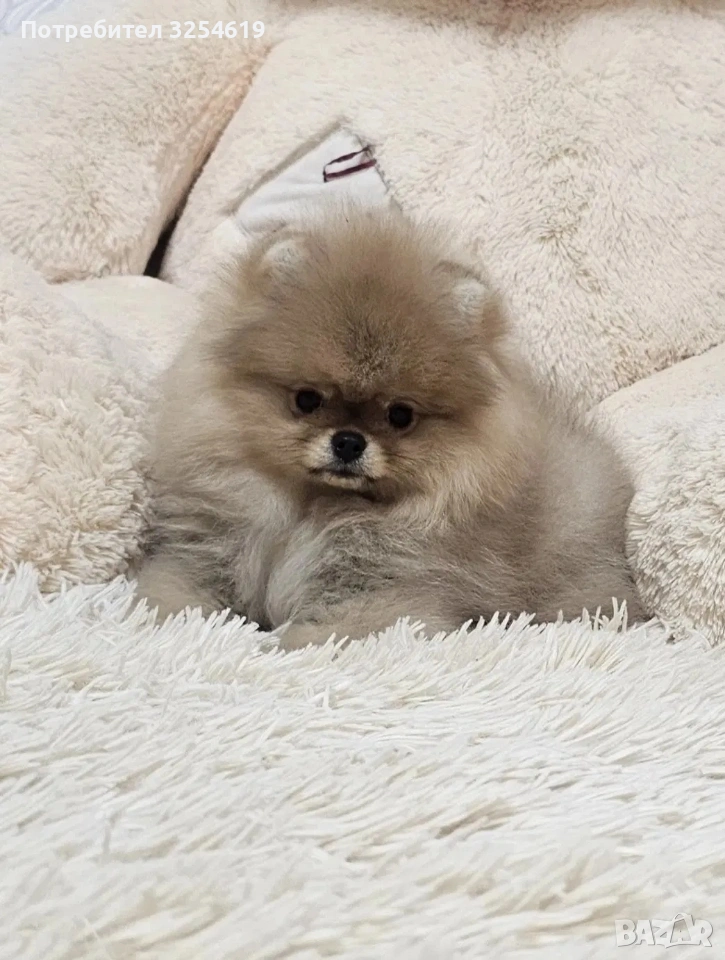 Померан, снимка 1