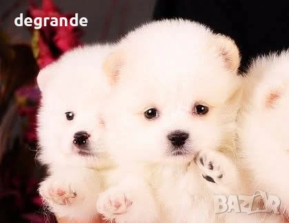 Бели бебета Померан, снимка 1