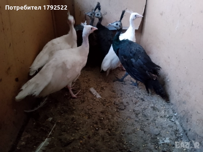 Продавам различни видове пауни на различна възраст , снимка 1