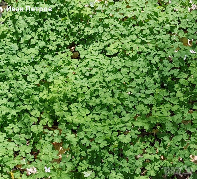  Демир Бозан, снимка 1