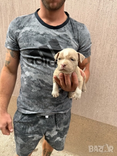 Мъжки и женски Покет Булита, снимка 1