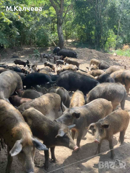 Продавам прасета , снимка 1