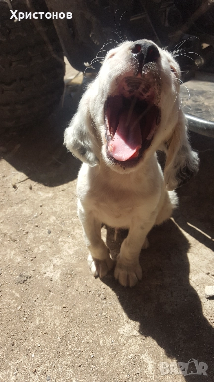 МАЛКИ КУЧЕНЦА, снимка 1