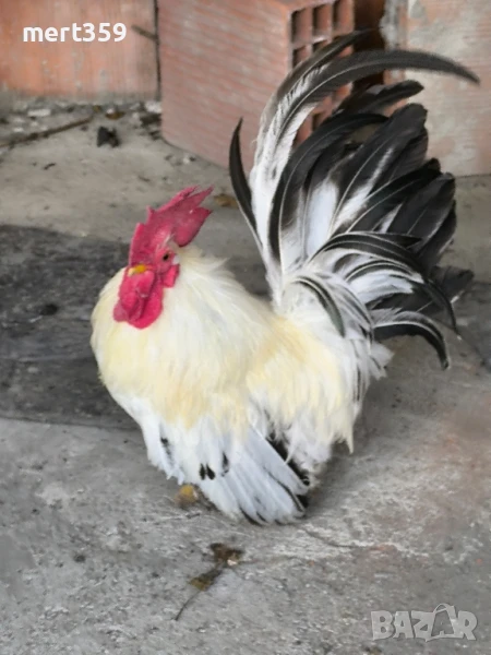  петел Шабо декоративни , снимка 1