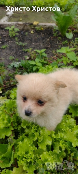 Померан , снимка 1
