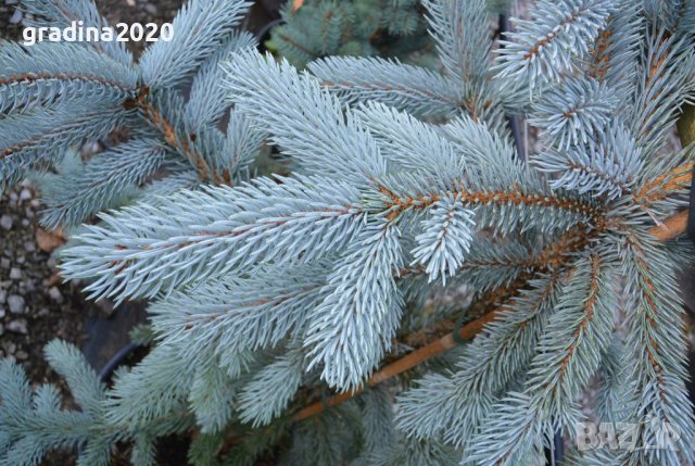 Сребрист смърч (Picea pungens), снимка 3 - Градински цветя и растения - 29531057