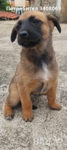 БЕЛГИЙСКА  ОВЧАРКА , снимка 1