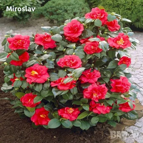 Камелия (Червена), снимка 4 - Градински цветя и растения - 49845770