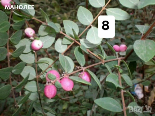 50 РЕЗНИКА В ЕДИН ПАКЕТ /видове по избор/ ЗА 20 ЛВ., снимка 9 - Градински цветя и растения - 51618754