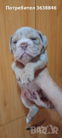 Английски булдог