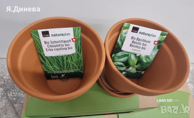 2 бр теракотни саксий с билки, снимка 3 - Градински цветя и растения - 50791653