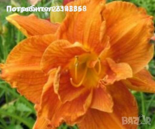 Хемерокалис в Градински цветя и растения в гр. Стара Загора ...