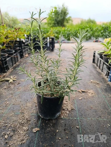 Розмарин, снимка 2 - Градински цветя и растения - 50984427