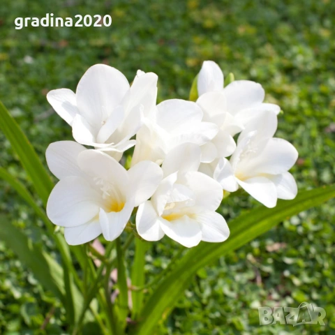 Луковици Фрезия – фракция 5/6, снимка 5 - Разсади - 53127171