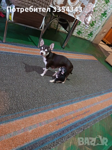 Чихуахуа с паспорт и ваксина , снимка 2 - Чихуахуа - 53114756