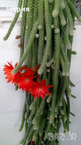 Кактус , снимка 1