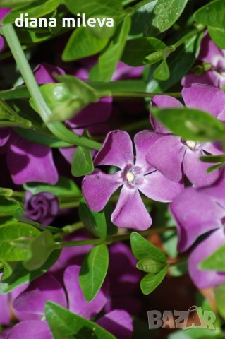 Винка Минор Атропурпуреа, Vinca minor 'Atropurpurea', снимка 1