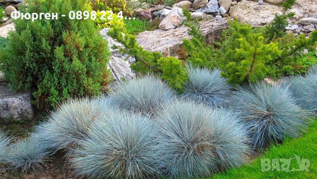 Фестука, синя трева / Festuca glauca, снимка 3 - Разсади - 43792206