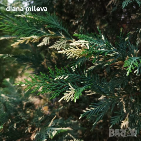 Кипарис Лейланди вариегатно, (Cupressocyparis leylandii 'Variegata'), снимка 15 - Градински цветя и растения - 43302260