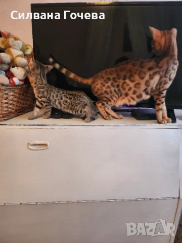 Бенгалска котка , снимка 6 - Бенгалски - 52083006