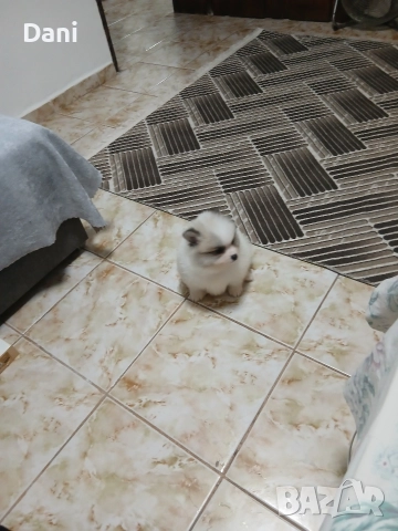 Mini Pomeran , снимка 7 - Померан - 52887662