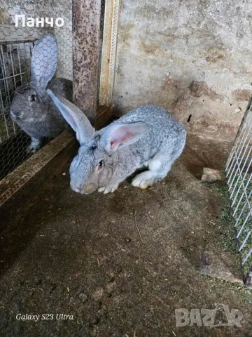 Продавам зайци, снимка 4 - Други - 46921009