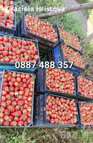 Продавам разсад ягоди , снимка 7 - Разсади - 53599322